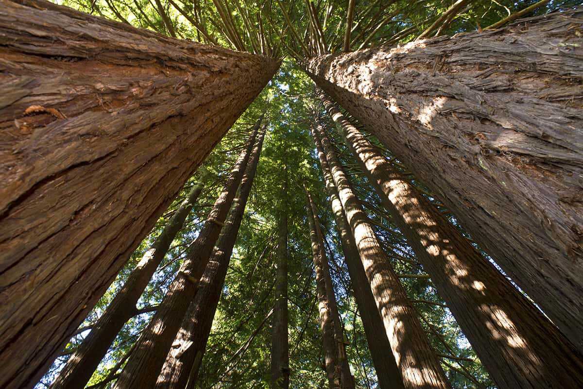 Why Choose Sustainable Redwood Floor Framing?